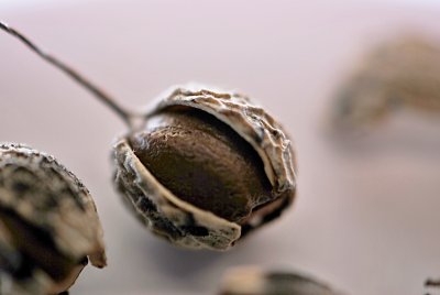 Styrax japonica - sturač japonský - zralý plod s jedním semenem